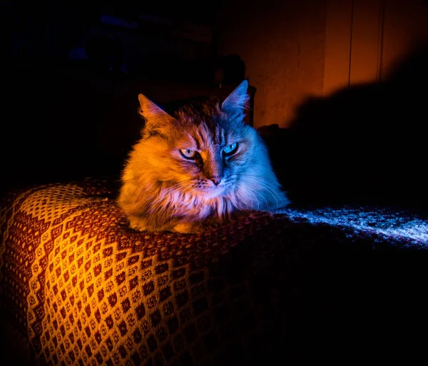 Accogliente Compagnia Casa Cat Basking Golden Sofa Glow Luce Contrasto — Foto Stock