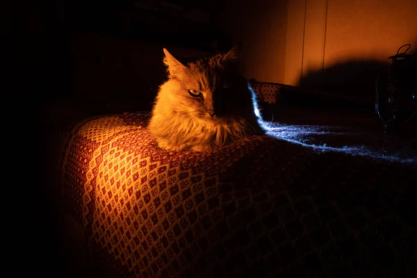 Cozy Companionship House Cat Basking Golden Sofa Glow Contrast Light — 스톡 사진