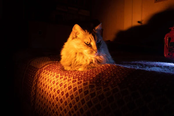 Сором Язлива Дружба Хатня Кішка Яка Бавиться Золотому Софі Росте — стокове фото