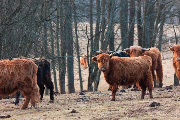 优雅的漫游者 美丽的棕色野牛在早春田里吃草 — 图库照片