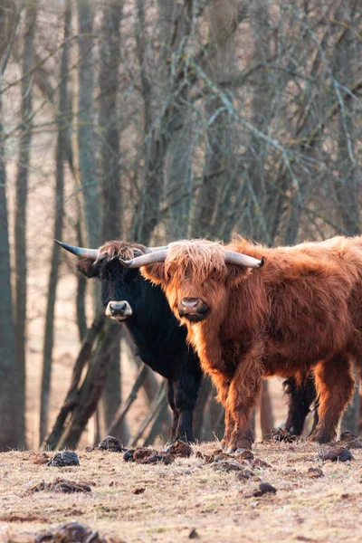 Graciös Vandrare Majestätisk Brown Wild Cow Grazing Det Tidiga Vårfältet — Stockfoto