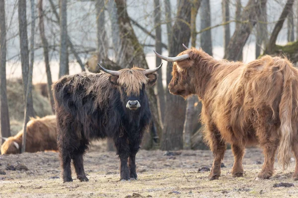 Graciös Vandrare Majestätisk Brown Wild Cow Grazing Det Tidiga Vårfältet — Stockfoto
