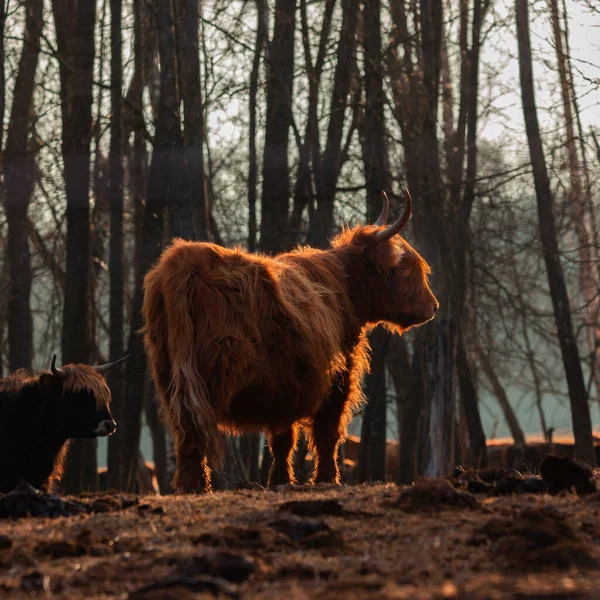 優雅な放浪者 早春のフィールドで雄大な茶色の野生の牛放牧 — ストック写真