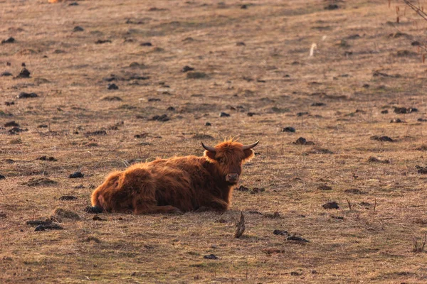 Graceful Wanderer Majestic Brown Wild Cow Grazing Στο Πεδίο Της — Φωτογραφία Αρχείου