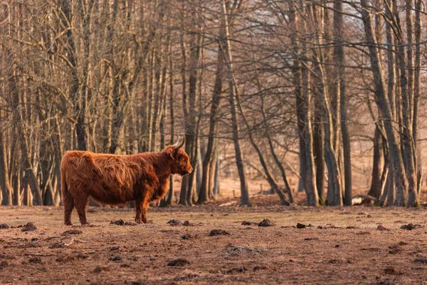 優雅な放浪者 早春のフィールドで雄大な茶色の野生の牛放牧 — ストック写真