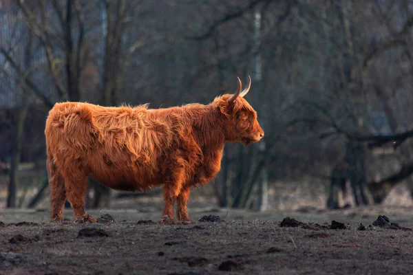Andarilho Gracioso Majestoso Brown Wild Cow Grazing Início Primavera Campo — Fotografia de Stock