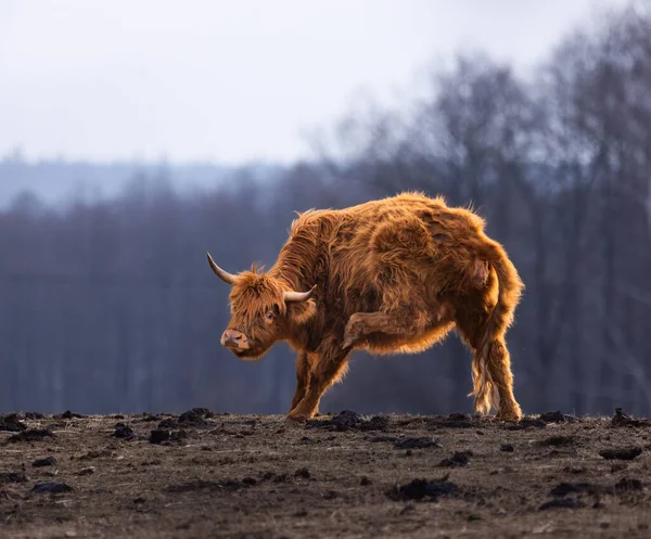 Graceful Wanderer Majestic Brown Wild Cow Grazing Campo Primavera — Foto de Stock