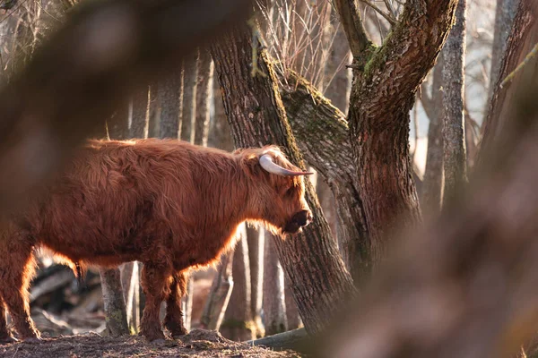 Andarilho Gracioso Majestoso Brown Wild Cow Grazing Início Primavera Campo — Fotografia de Stock