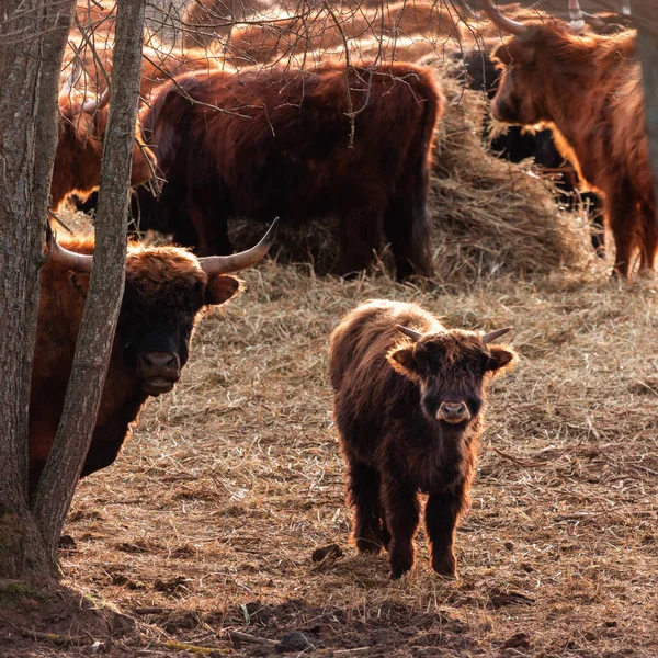 纯真的暴露 北欧可敬的野牛小牛犊早春 — 图库照片