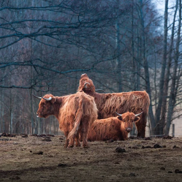 Gentis Gigantes Primavera Rebanho Vacas Selvagens Castanhas Peludas Campo Norte — Fotografia de Stock