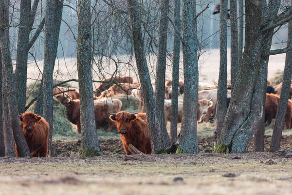 春の優しい巨人 北ヨーロッパのフィールドで毛皮のような茶色の野生の牛の群れ放牧 — ストック写真