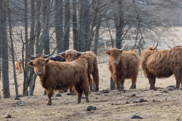 春天的温文尔雅的巨人 欧洲北部的毛茸茸的棕色野牛群在田野里吃草 — 图库照片
