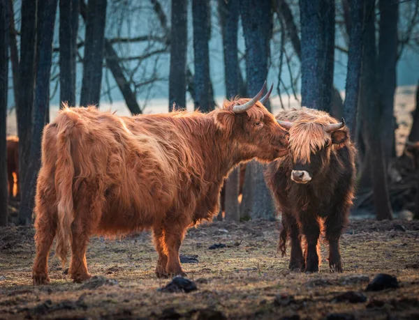 Gentis Gigantes Primavera Rebanho Vacas Selvagens Castanhas Peludas Campo Norte — Fotografia de Stock
