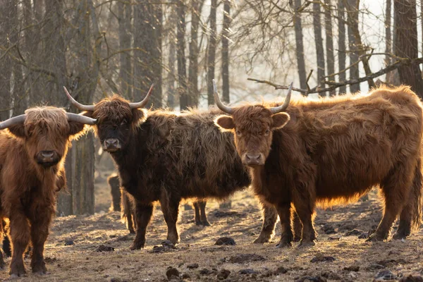 春の優しい巨人 北ヨーロッパのフィールドで毛皮のような茶色の野生の牛の群れ放牧 — ストック写真