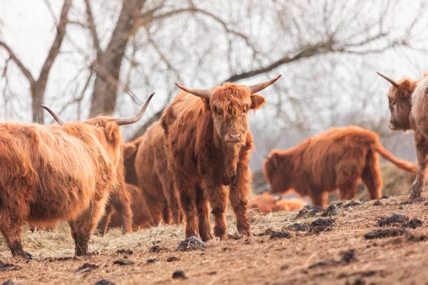 春天的温文尔雅的巨人 欧洲北部的毛茸茸的棕色野牛群在田野里吃草 — 图库照片