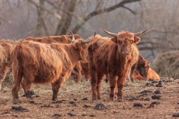 Milda Vårjättar Furry Brown Wild Cow Flock Betande Fältet Norra — Stockfoto