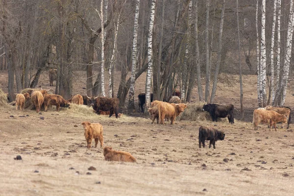 Baharın Nazik Devleri Kürklü Kahverengi Nek Sürüsü Kuzey Avrupa Otlanıyor — Stok fotoğraf