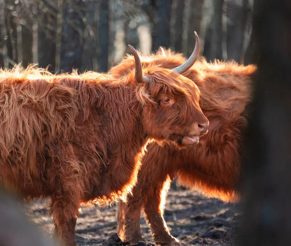 Gentis Gigantes Primavera Rebanho Vacas Selvagens Castanhas Peludas Campo Norte — Fotografia de Stock