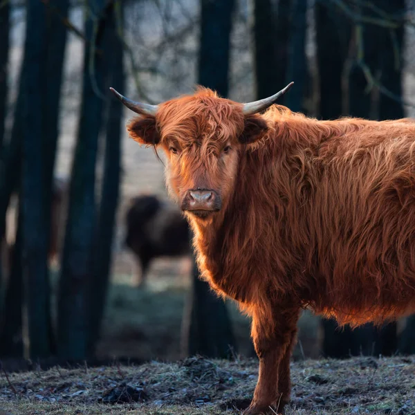 放飞的野美 北欧早春毛茸茸的棕色奶牛的壮丽肖像 — 图库照片