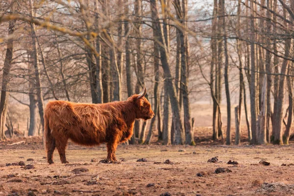 Beleza Selvagem Desencadeada Majestoso Retrato Uma Vaca Peluda Marrom Início — Fotografia de Stock