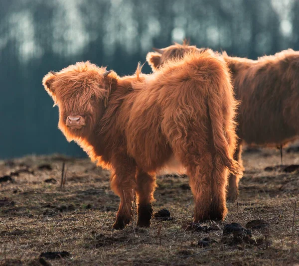 Wilde Schönheit Entfesselt Majestätisches Porträt Einer Pelzigen Braunen Kuh Vorfrühling — Stockfoto