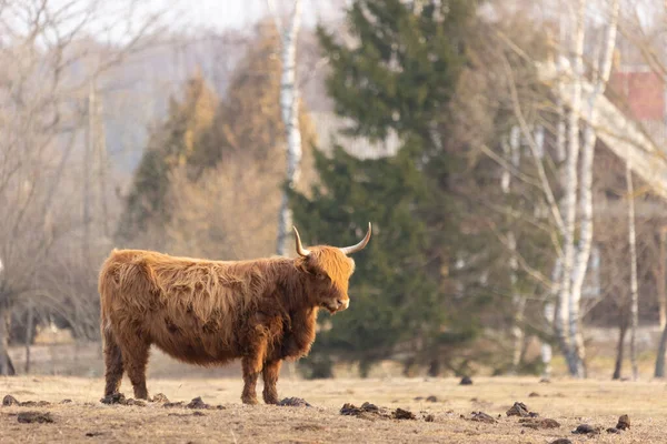 Wild Beauty Unlashed Majestic Portrait Purry Brown Cow Ранней Весной — стоковое фото