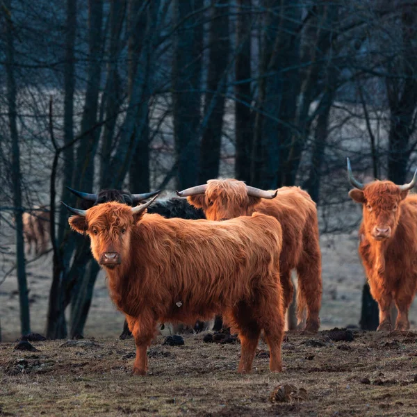 Dociekliwi Opiekunowie Futrzaste Brązowe Dzikie Krowy Odkrywające Wczesną Wiosnę Europie — Zdjęcie stockowe
