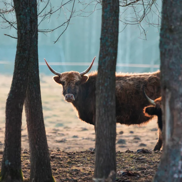 stock image Inquisitive Guardians: Furry Brown Wild Cows Exploring Early Spring in Northern Europe