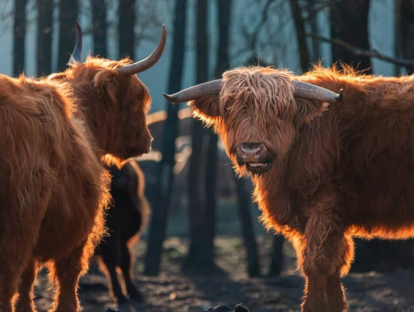 Guardiões Curiosos Vacas Selvagens Marrons Peludas Que Exploram Início Primavera — Fotografia de Stock