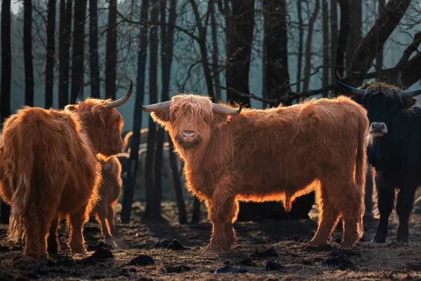 Inquisitive Guardians Harige Bruine Wilde Koeien Ontdekken Vroege Lente Noord — Stockfoto