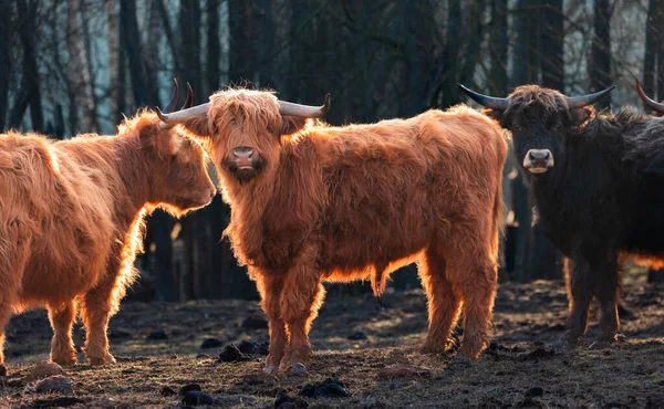 Guardianes Curiosos Vacas Salvajes Color Marrón Peludo Explorando Primavera Temprana — Foto de Stock