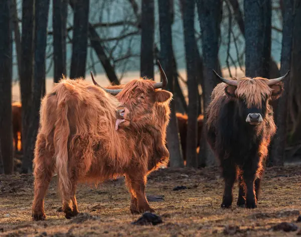 Guardiões Curiosos Vacas Selvagens Marrons Peludas Que Exploram Início Primavera — Fotografia de Stock
