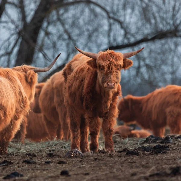 好奇的守护者 毛茸茸的棕色野牛在北欧探索早春 — 图库照片