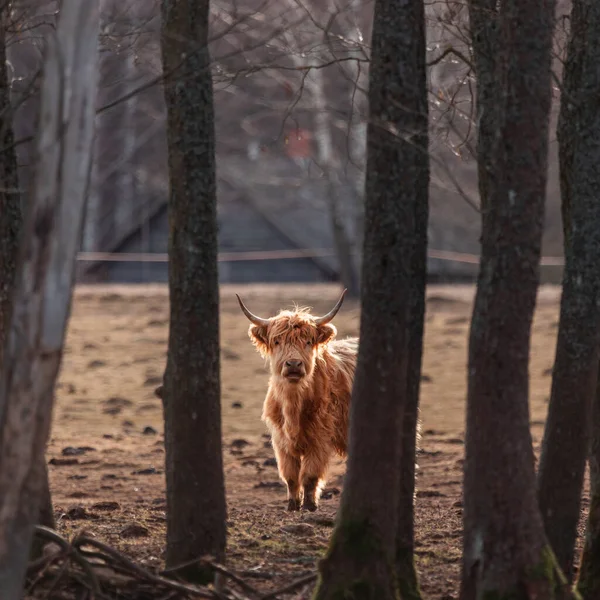 Dociekliwi Opiekunowie Futrzaste Brązowe Dzikie Krowy Odkrywające Wczesną Wiosnę Europie — Zdjęcie stockowe