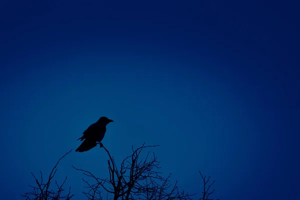 Mystical Observer Crow Perched Amongst Branches Northern Europe — стокове фото