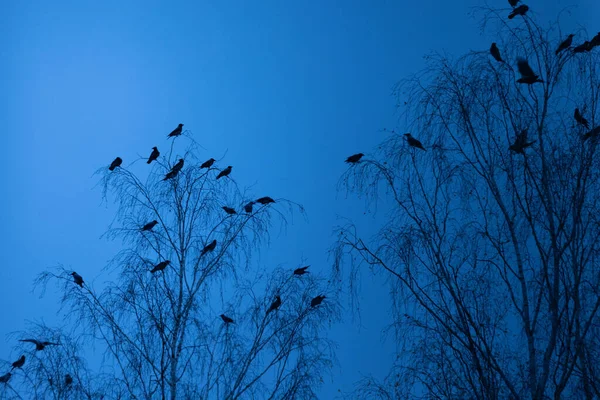 Mystical Observer Crow Perched Amongst Northern Europe — 스톡 사진