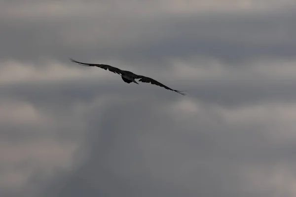 Majestic Soarer Χαριτωμένο Κοράκι Που Πετάει Στον Γαλάζιο Ουρανό Της — Φωτογραφία Αρχείου