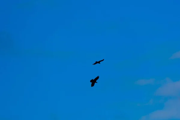 マジェスティック ソアラ 北ヨーロッパのAzure Skyを横切る優雅なカラス — ストック写真