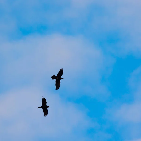 Majestic Soarer Χαριτωμένο Κοράκι Που Πετάει Στον Γαλάζιο Ουρανό Της — Φωτογραφία Αρχείου