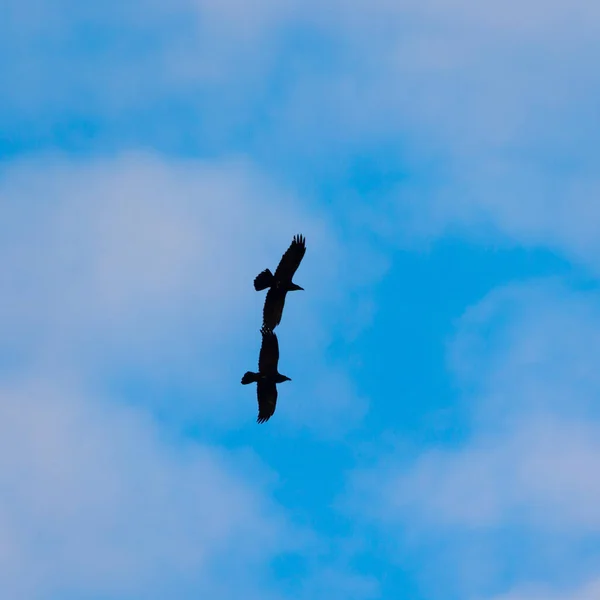 Majestätisk Flygare Graceful Crow Svävar Över Azure Sky Norra Europa — Stockfoto