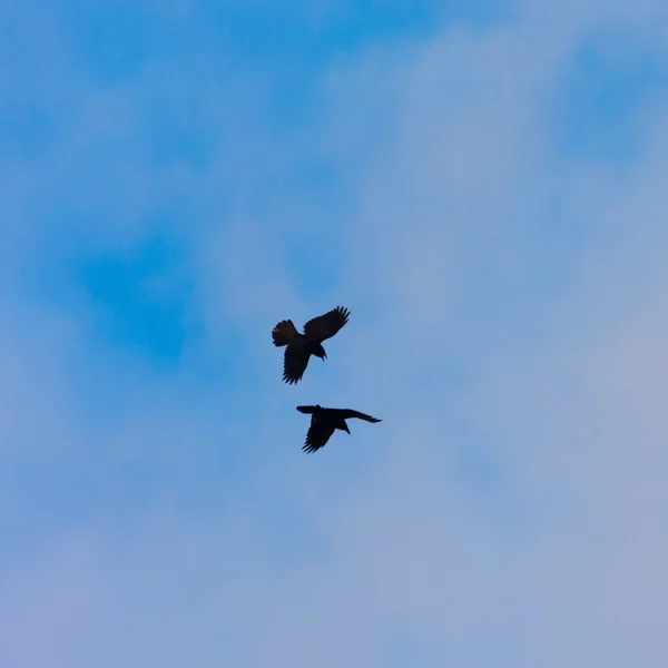 Majestic Soarer Graceful Crow Soaring Azure Sky — стокове фото