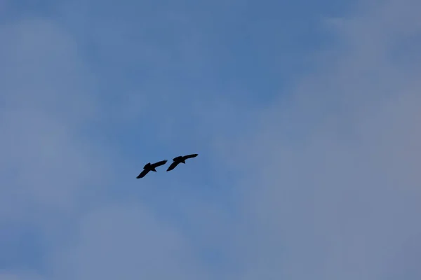 Majestic Soarer Graceful Crow Soaring Azure Sky Northern Europe — Stock Photo, Image