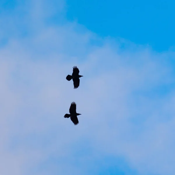Majestic Soarer Graceful Crow Soaring Azure Sky Northern Europe — Foto de Stock