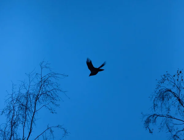 マジェスティック ソアラ 北ヨーロッパのAzure Skyを横切る優雅なカラス — ストック写真
