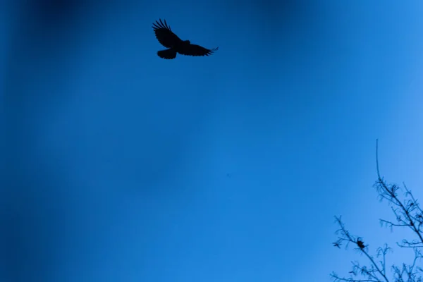 Majestic Soarer Graceful Crow Soaring Aan Andere Kant Van Azure — Stockfoto