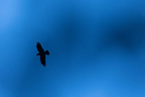 Величественная Сома Лазурному Небу Северной Европы Разгуливает Гравийная Ворона — стоковое фото