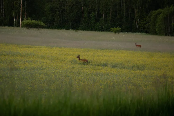 Enchanted Encounters: Curious Female Geyer in the Early Morning Field in Kuzey Avrupa