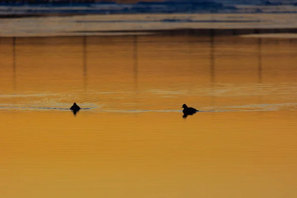 Silent Serenity Duck Silhouette Gliding Sunrise River Northern Europe — Stock Photo, Image