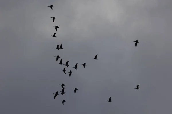 Schöne Frühlingslandschaft Enten Fliegen Nordeuropa Den Himmel — Stockfoto