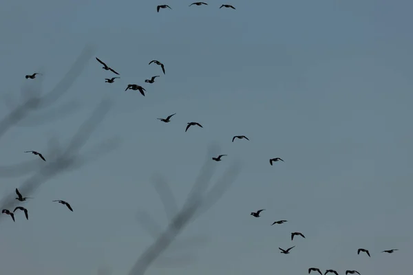 Güzel Erken Bahar Manzarası Kuzey Avrupa Gökyüzünde Uçan Ördekler — Stok fotoğraf